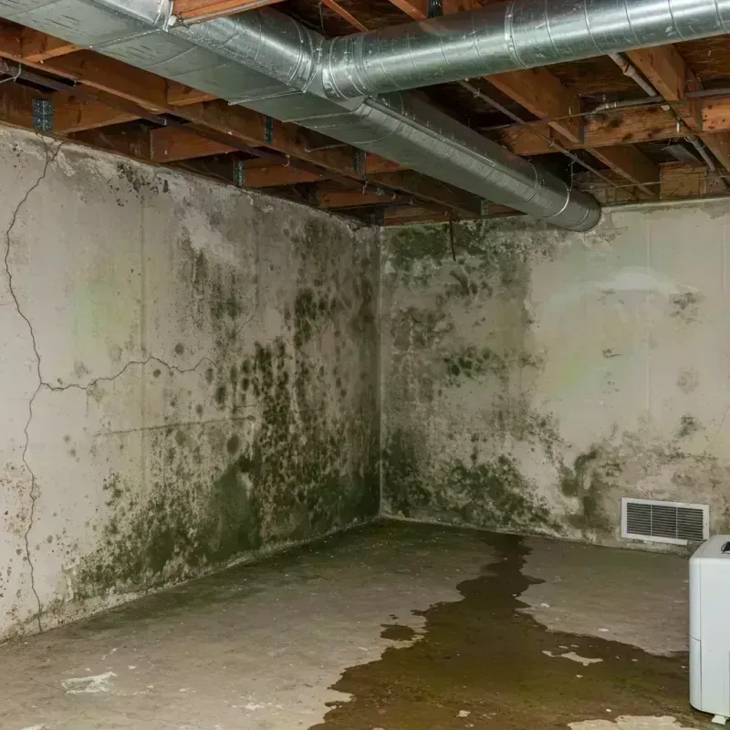 Professional Mold Removal in Normandy, MO